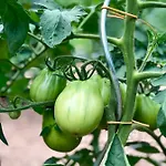 Sicher Κατάλυμα σε φάρμα *