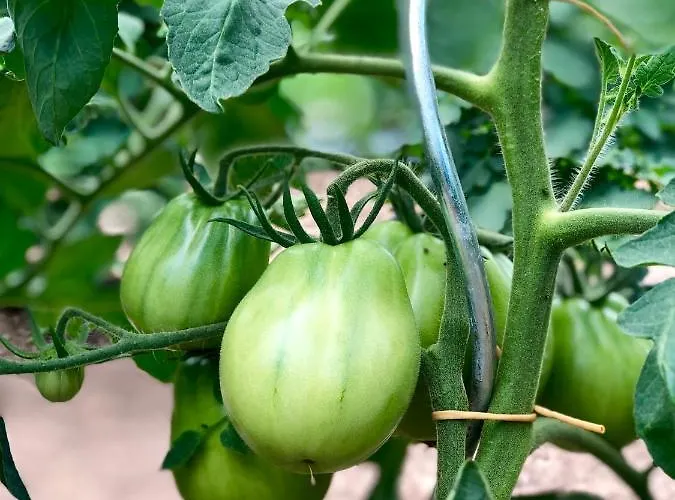 Sicher בית חווה *